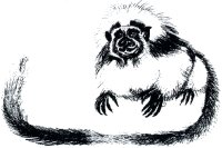 Tamarin monkey pic